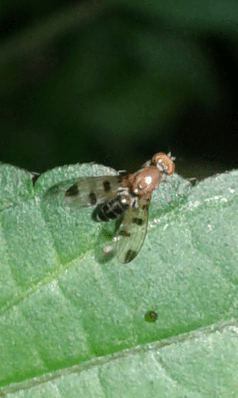 Opomyzidae : Geomyza sp.?  S�